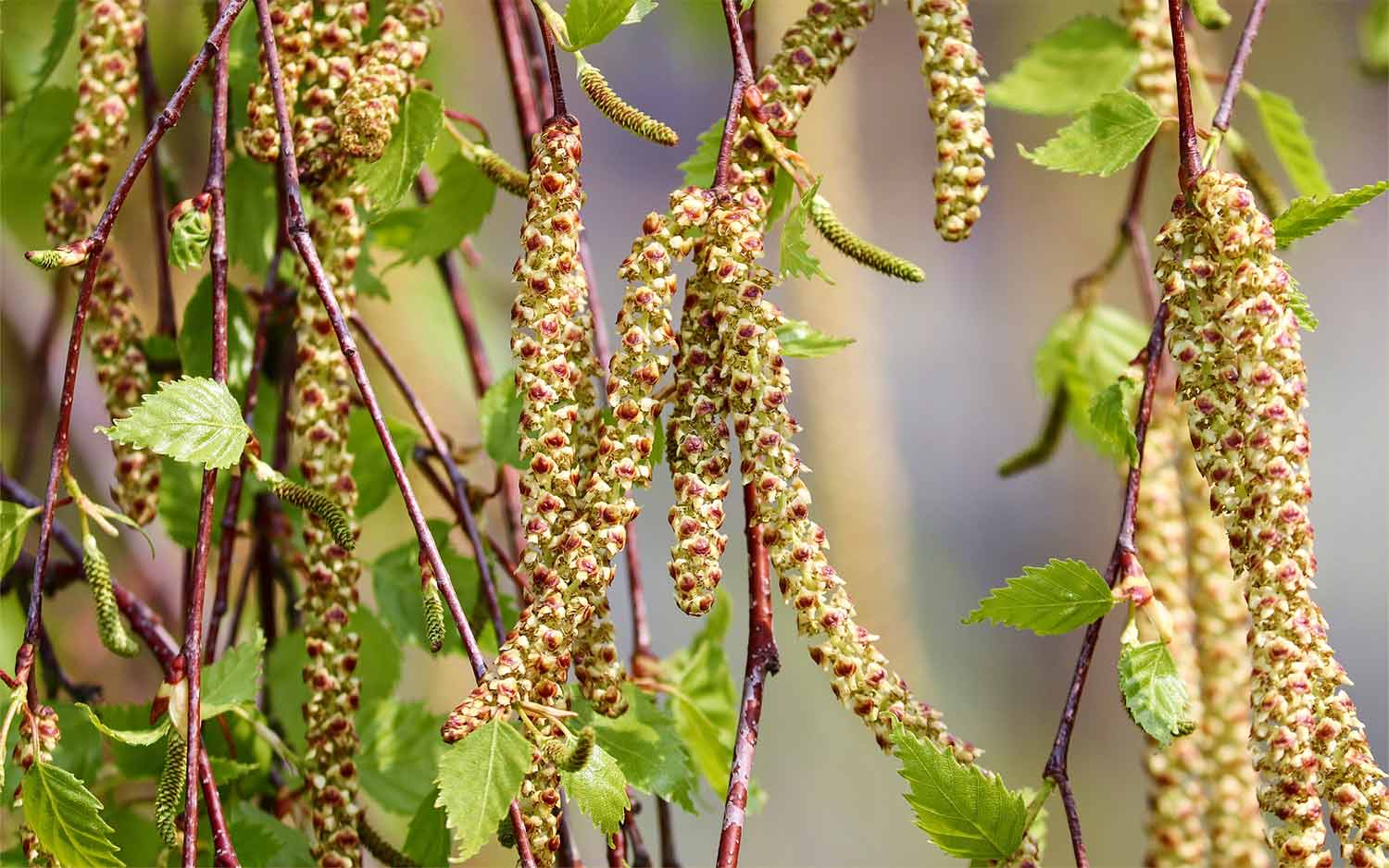 Healthy nasal breathing works against allergies