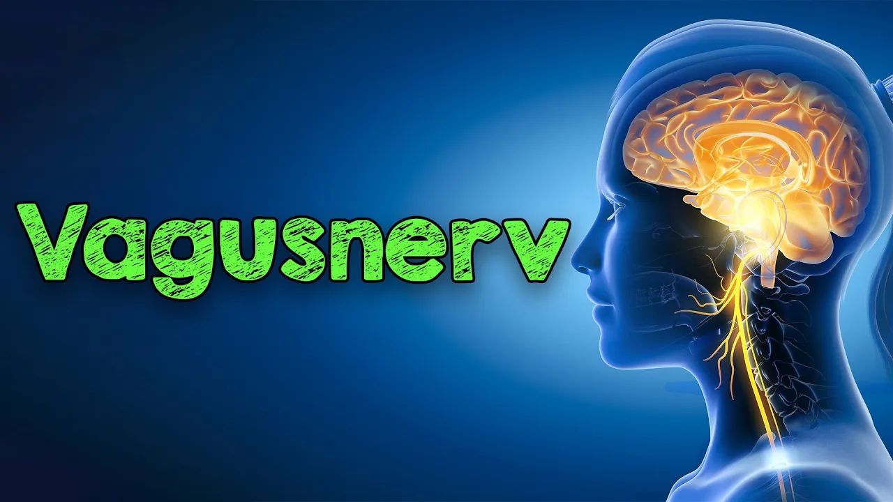 Der Vagusnerv – Selbstheilungskraft durch Stimulation